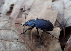 Carabus vinctus