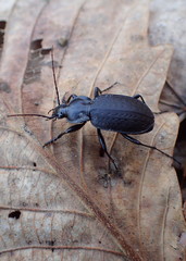 Carabus vinctus
