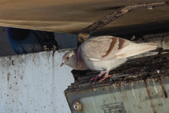Columba livia domestica