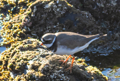 Charadrius hiaticula
