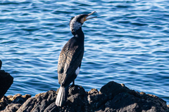 Phalacrocorax carbo