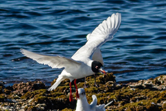 Ichthyaetus melanocephalus