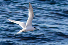 Thalasseus sandvicensis