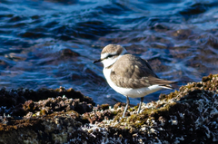 Charadrius alexandrinus
