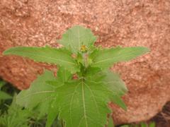 Sigesbeckia orientalis