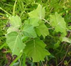 Solanum aculeatissimum