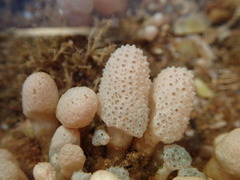 Eudistoma elongatum