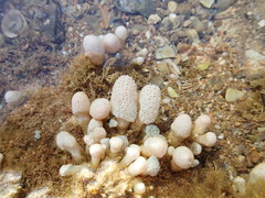 Eudistoma elongatum