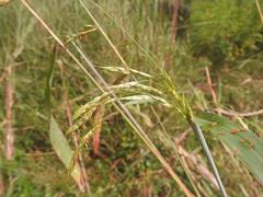 Sorghum arundinaceum