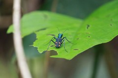 Cicindela anometallescens