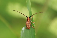 Cremnosterna carissima