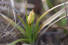 Carex humilis