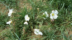 Oenothera cespitosa