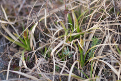 Carex humilis