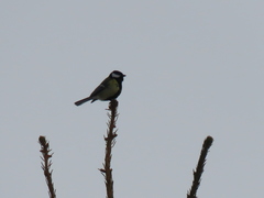 Parus major