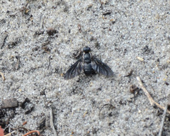Pseudopenthes hesperis