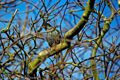 Sturnus vulgaris faroensis