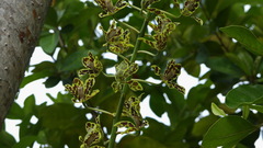 Grammatophyllum