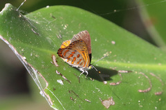 Hypochrysops apelles