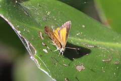 Hypochrysops apelles