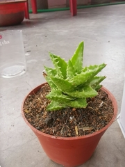 Aloe juvenna