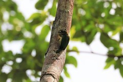 Psilopogon duvaucelii