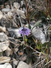 Globularia bisnagarica