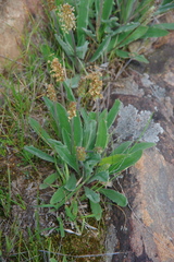 Plantago gaudichaudii