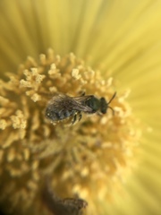 Lasioglossum pavonotus