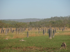 Amitermes meridionalis