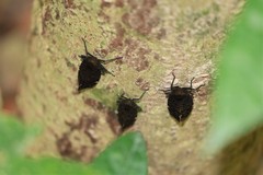 Penthicodes variegatus