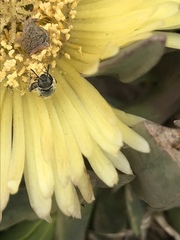 Lasioglossum pavonotus