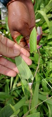 Ipomoea gracilisepala