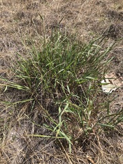 Digitaria ammophila