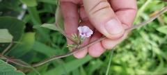Ipomoea gracilisepala