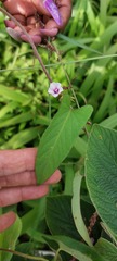 Ipomoea gracilisepala