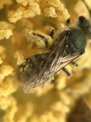 Lasioglossum pavonotus