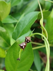 Paracritheus trimaculatus