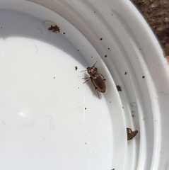 Notiophilus biguttatus