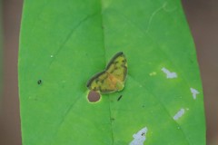 Ricania apicalis