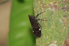 Penthicodes variegatus