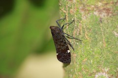 Penthicodes variegatus