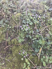 Viola reichenbachiana