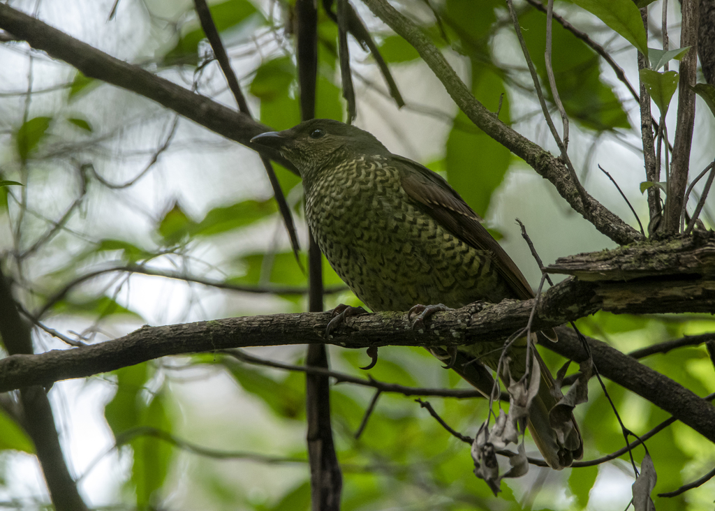 Satin Bowerbird from Blanket Leaf Picnic Area, Lorne, Vic on March 20