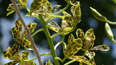 Grammatophyllum