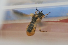 Ripiphorus rex