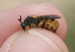 Ripiphorus rex