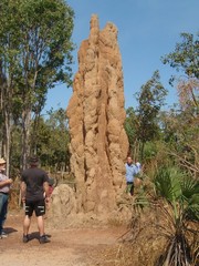 Nasutitermes triodiae