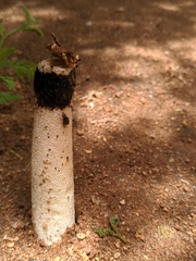 Itajahya galericulata