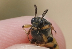 Ripiphorus rex